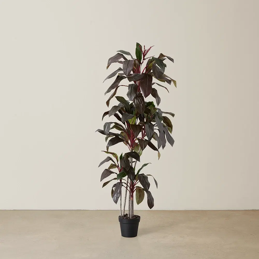 Cordyline Fruticosa 180cm Decorative Plant