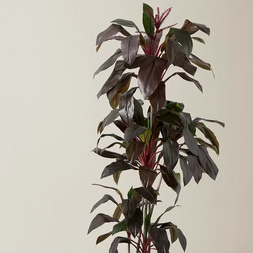 Cordyline Fruticosa 180cm Decorative Plant
