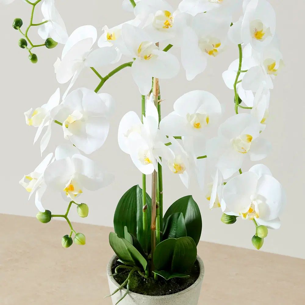 Phalaenopsis Decorative Plant 73cm - With Planter