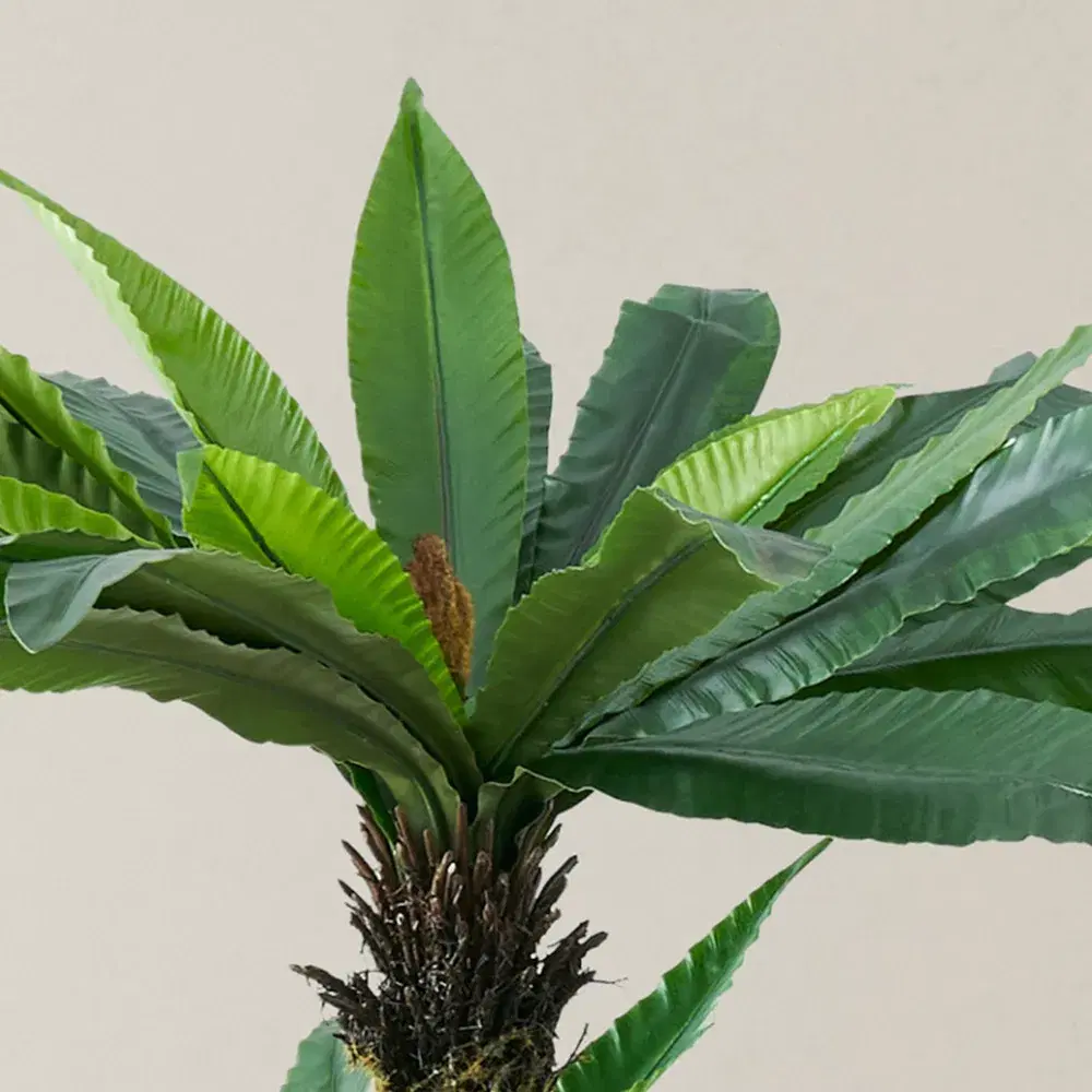 Birds Nest Fern Decorative Plant 120cm