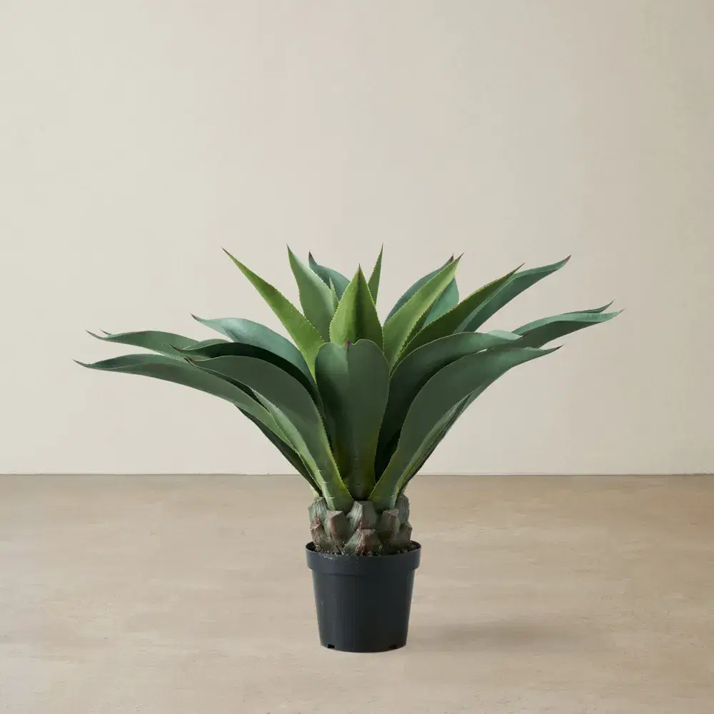 Agave Americana 100cm 