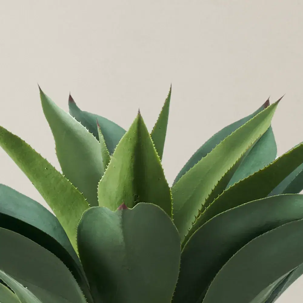 Agave Americana 100cm 