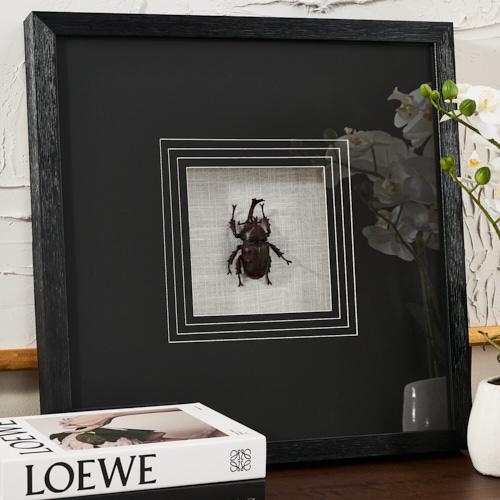 Lone Beetle Paper Shadow Box with Black Frame