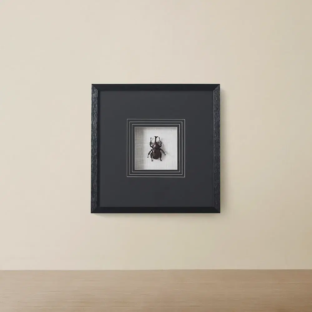 Lone Beetle Paper Shadow Box with Black Frame